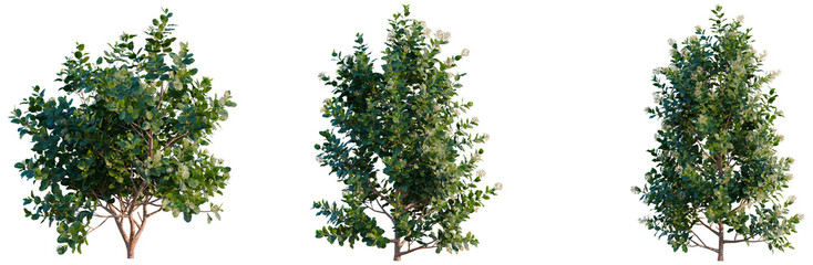 Fototapeta premium Escallonia Iveyi tree, elevation, front view, cutout, transparent background, isolate, Detailed Green Tree Branch with Leaves, Natural Botanical Element, Perfect for Design