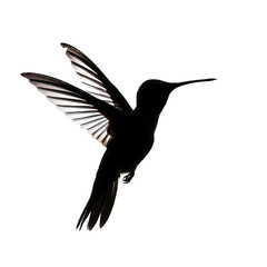 Fototapeta premium Hummingbird silhouette with white wings isolated on a transparent background