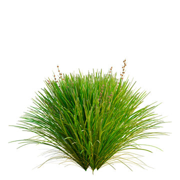 Lomandra Lime Tuff tree, elevation, front view, cutout, transparent background, isolate, Green grass blades texture, detailed grassy surface, close-up, natural background, scenic view