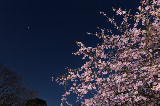 夜桜 Images – Browse 13,585 Stock Photos, Vectors, and Video