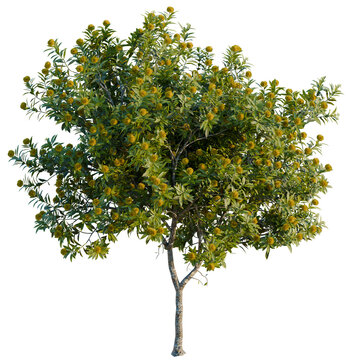 Xanthostemon chrysanthus tree, elevation, front view, cutout, transparent background, isolate, Detailed green tree branch with vibrant leaves, suitable for nature-themed designs and backgrounds.