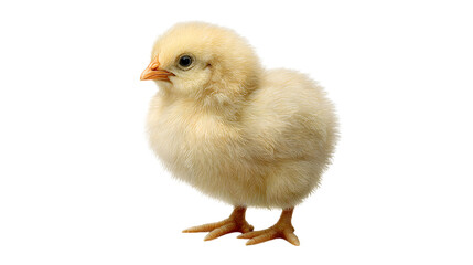 Fluffy baby chick standing on its legs with bright eyes and orange beak