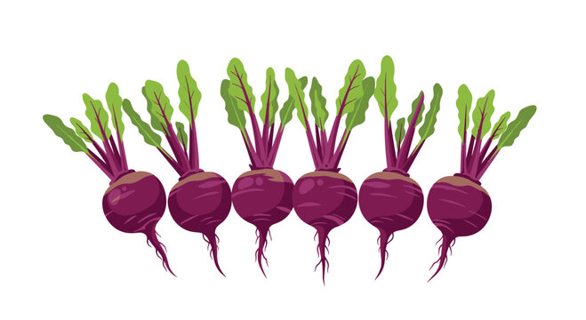 Six identical purple beets, each with green leafy foliage and slender roots, are neatly aligned in a gentle arc on a pure white background.