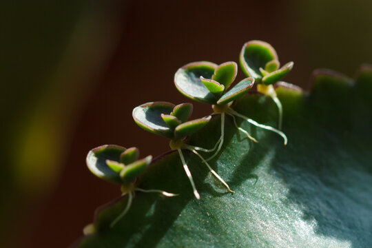 Kalanchoe daigremontiana (Crassulaceae fam.) with plantlets.