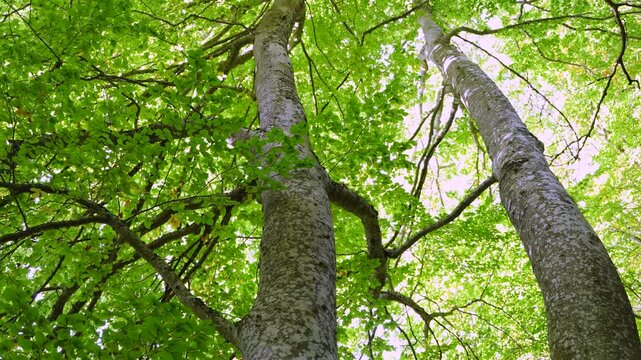 Beech forest in the Valderejo Natural Park in the municipality of Valdegovia in the province of &Aacute;lava. Basque Country. Spain. Europe