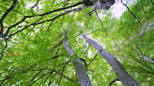 Beech forest in the Valderejo Natural Park in the municipality of Valdegovia in the province of &Aacute;lava. Basque Country. Spain. Europe