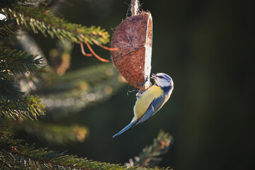 a blue tit on a coconut for birds, at a spring day in the garden © DoreenB. Photography