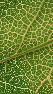 Vertical video: Panning camera moving across macro green leaf to reveal angled midrib veins