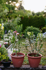 Naklejka premium Potted oleander plants with flowers in backyard garden.