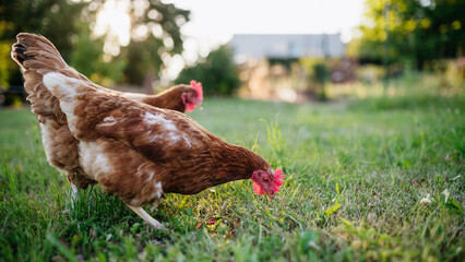 Free range chickens feeding on fresh grass outdoors. © Halfpoint