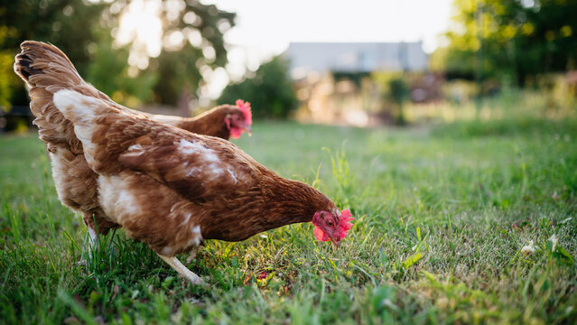 Free range chickens feeding on fresh grass outdoors.