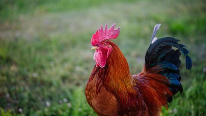 Rooster foraging on green grass in backyard. © Halfpoint