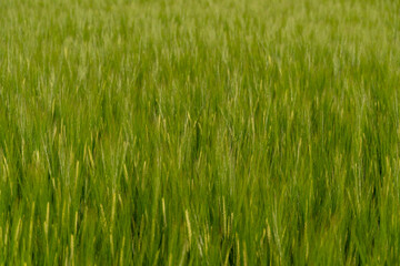 Green Fields of Wheat Stretch Under the Blue Sky on a Sunny Day in Rural Farmland With Bright Sunlight Illuminating the Landscape