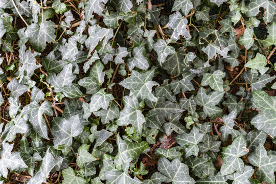 Distesa di edera verde scuro che forma un tappeto