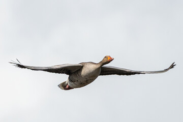 Wild greylag goose - anser anser - soaring through a bright sky in catalonia, spain © Alexandre Arocas