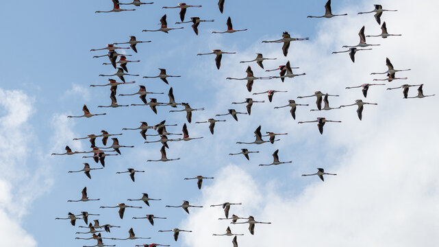 Flock of wild phoenicopterus roseus flying through a blue sky with clouds in castello d'empuries