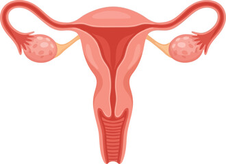 Detailed illustration of female reproductive system