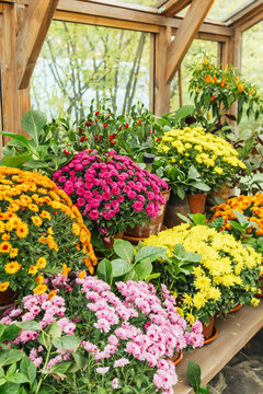 Abundant potted chrysanthemums in vibrant pink, yellow, orange, and magenta thrive inside a wooden greenhouse.