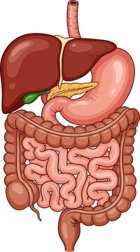 Detailed human digestive system anatomy illustration