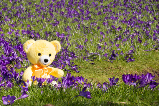 Teddy bear in field of crocuses