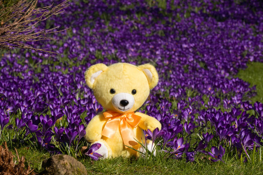 Teddy bear in field of crocuses