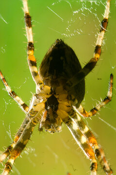 Garden cross spider (Araneus diadematus) in foliage