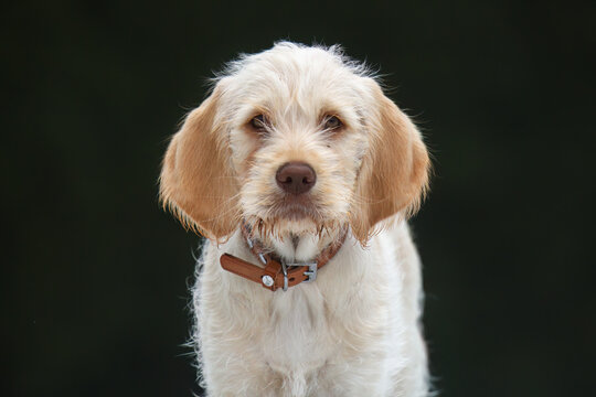 portrait of a puppy, a young hunting dog, a pudelpointer with bright fur