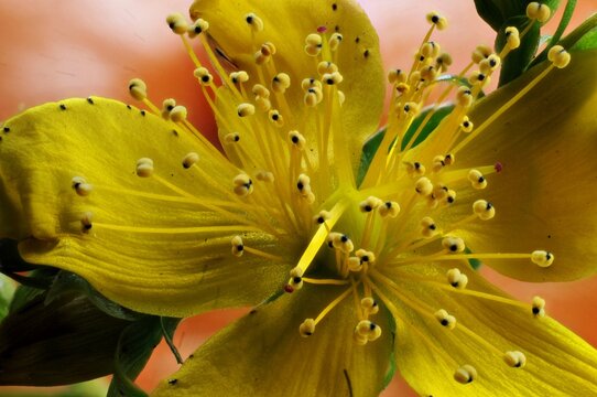 St. John's Wort (Hypericum perforatum) flower in closeup, showing stamens and pistil