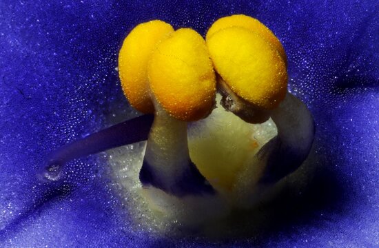 African violet - extreme closeup of stamens