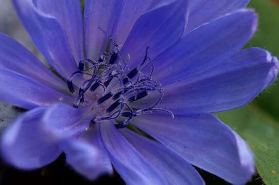 Chircory flower in closeup showing stamens