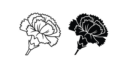 Two carnation flowers displayed in contrasting tones a striking silhouette © MD