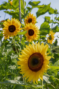 Group of Sunflowers in the field