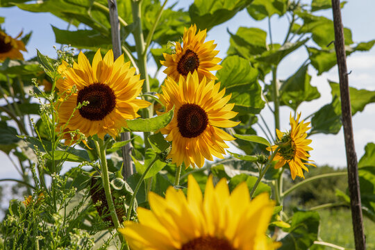 Group of Sunflowers in the field