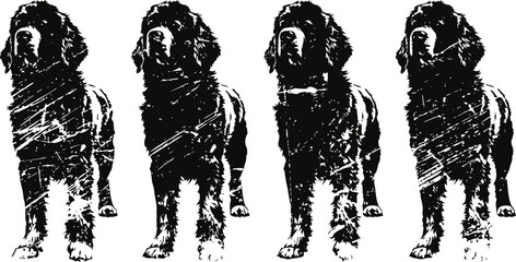Fototapeta premium Black and white grunge newfoundland dogs standing in a row vintage distressed animal silhouette artwork