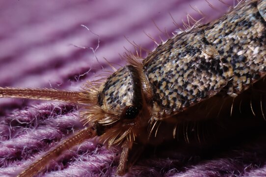 Silverfish in extreme closeup showing scales and compound eye