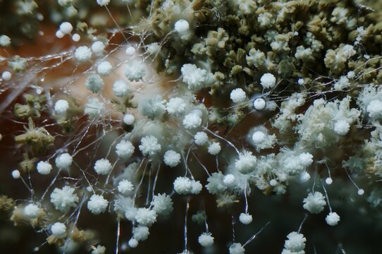 Bread mould fruiting bodies in extreme closeup