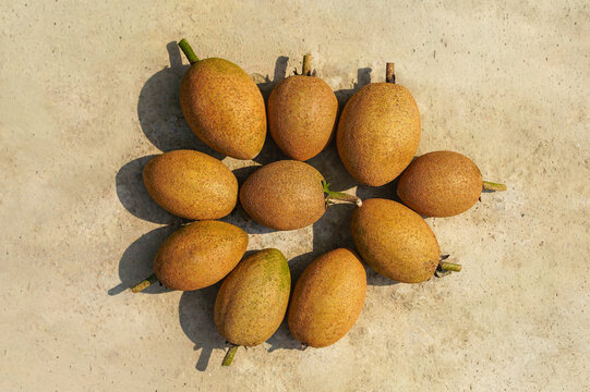 Group of harvested sapodilla fruits