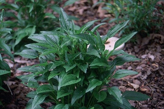 Echinacea &lsquo;Cheyenne Spirit&rsquo; - Cheyenne Spirit Coneflower
Foliage