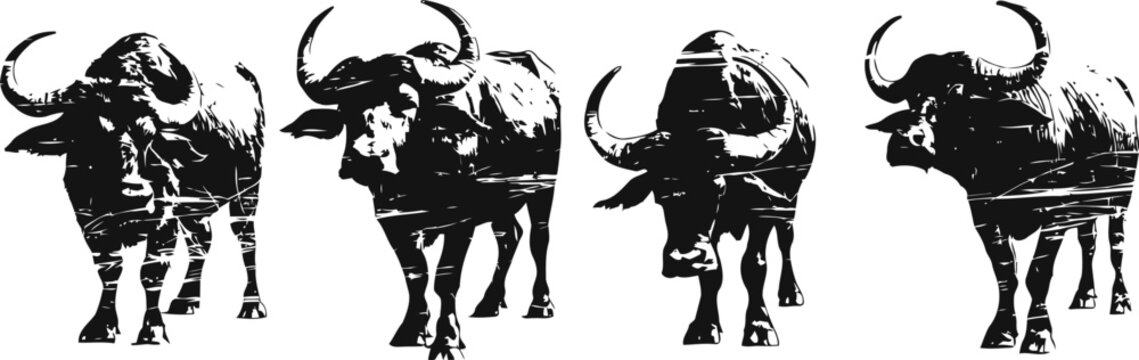 water buffalo silhouette set four standing buffalo poses in black and white wild animals, nature and wildlife concept