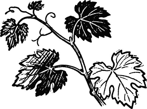 Black and white vintage grapevine illustration with detailed leaves and curling tendrils