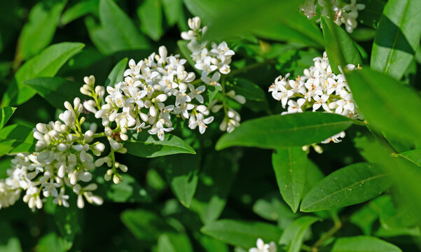 Bl&uuml;hender Liguster,Ligustrum,im Fr&uuml;hsommer