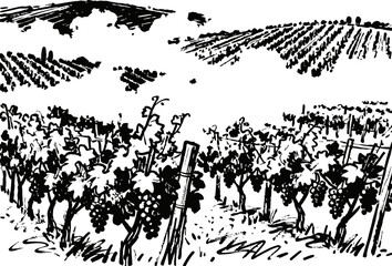Obraz premium Vineyard landscape with grapevines and hills in black and white vintage illustration