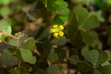 Fototapeta premium The common yellow woodsorrel (lat. Oxalis stricta) of the family Oxalidaceae.