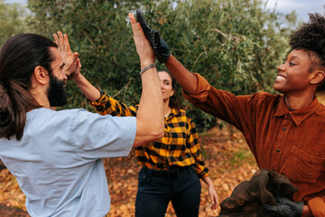 Naklejka premium Multicultural group high-fiving during olive harvest in an autumn olive grove celebrating teamwork