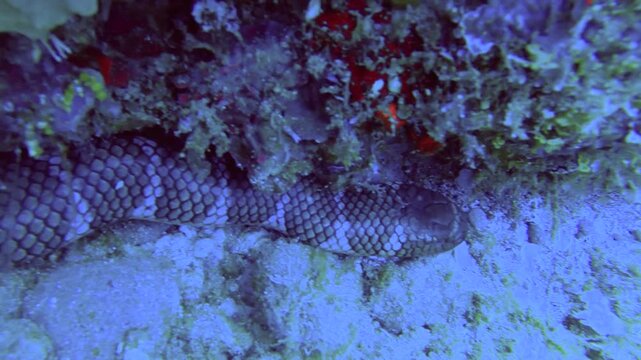slow motion head to tail close up view to a sleeping banned sea snake Yellow-lipped sea krait stuck at the gap of rocky coral reefs and sandy sea bed in the deep blue sea ocean salt water while scuba 