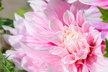 Fototapeta premium Dahlia flowers bush in the garden. Pink colored flower bud. Petal Plant bloom.