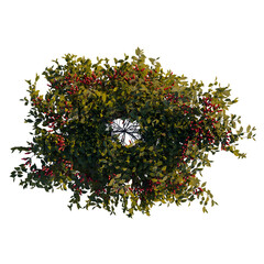 Aeschynanthus marmoratus tree plan, top view, cutout, transparent background, isolate, Vibrant Red Berries on Green Leaves - Nature Still Life Photography for Festive Designs