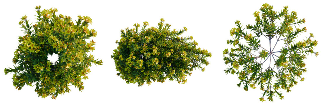 Allamanda schottii 'Compacta tree plan, top view, cutout, transparent background, isolate, Detailed Green Tree Branch with Lush Foliage, Perfect for Botanical and Natural Designs