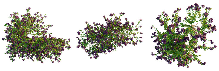 Bougainvillea spectabilis tree plan, top view, cutout, transparent background, isolate, Beautiful...