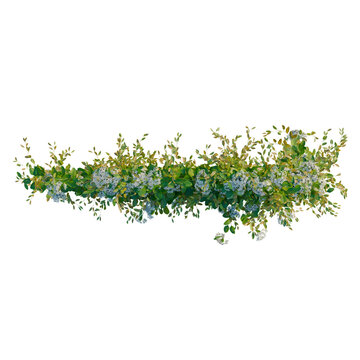 Clematis terniflora tree plan, top view, cutout, transparent background, isolate, Delicate sprig of eucalyptus and baby's breath, natural botanical elements for design.